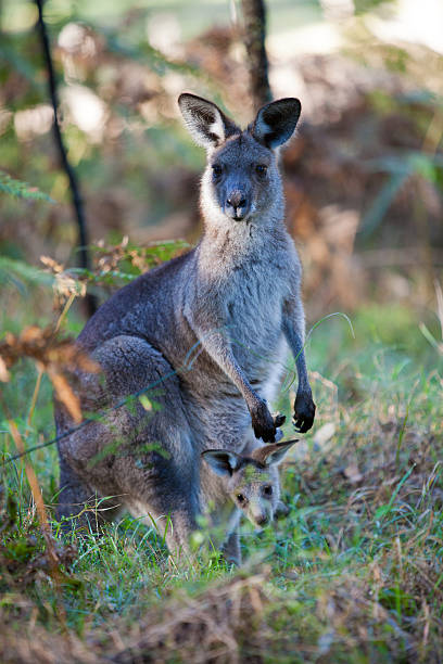 istock Eastern grey kangaroo mother and joey in the Blue Mountains 596091330