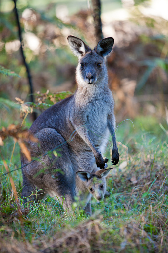 Eastern grey kangaroo in the Blue Mountains of Australia