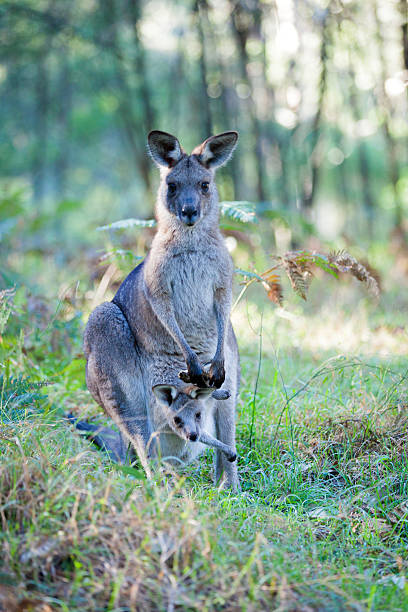 Eastern grey kangaroo mother and joey in the Blue Mountains