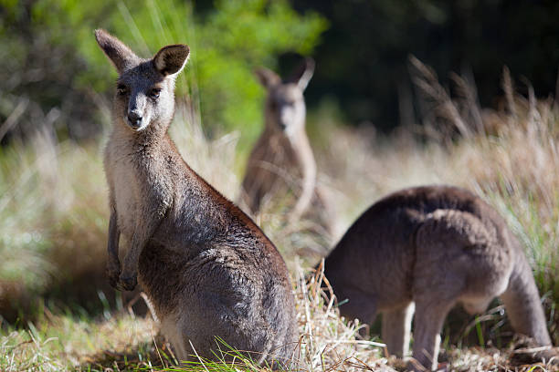 Eastern grey kangaroo in the Blue Mountains of Australia
