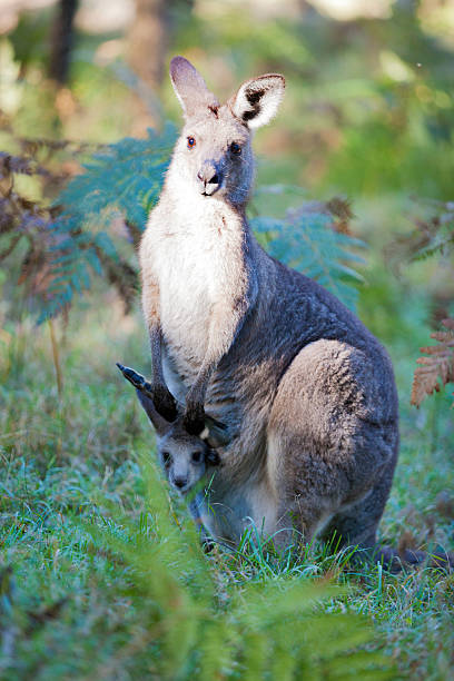 istock Eastern grey kangaroo mother and joey in the Blue Mountains 596091372