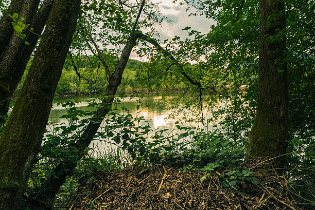 istock Quiet Lake and Vegetation at Sunset 596091738