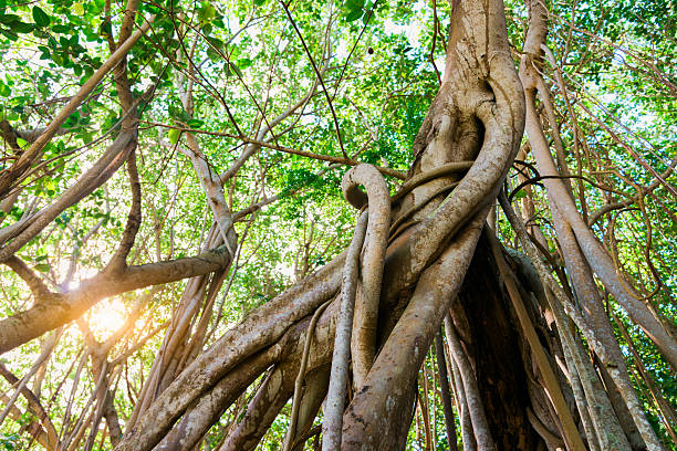 Sun shining through large gigant vines hanging from large old trees in natural tropical rain forest. Rainforest Nature Background. Mauritius Island, Africa.