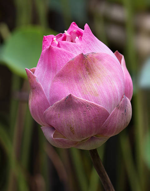 istock Unattractive bud lotus in the swam /  Select focus 596092570