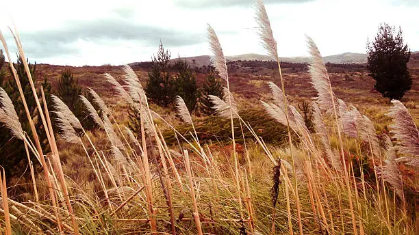 wheat fields in the paramo of Ecuador