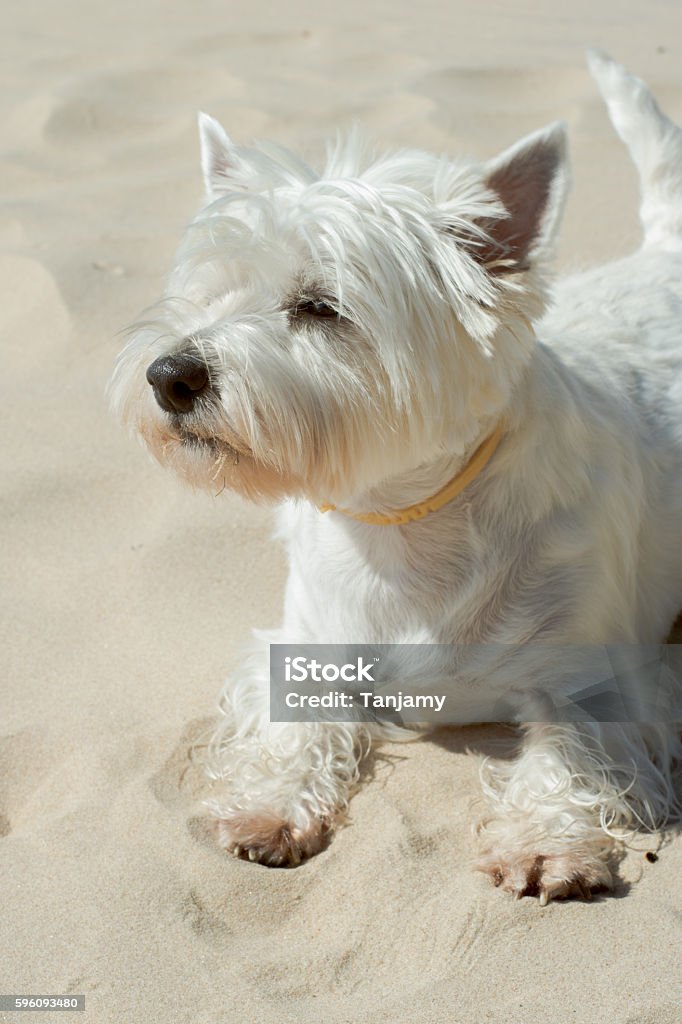 Happy dog Happy dog at beach Summer Stock Photo