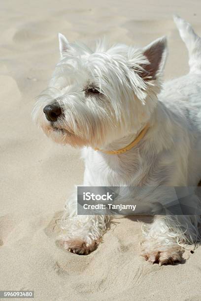 Happy Dog Stock Photo - Download Image Now - Summer, West Highland White Terrier, Animal