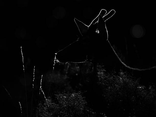 istock Backlit silhouette of a red deer Cervus elaphus (artistic picture) 596093502