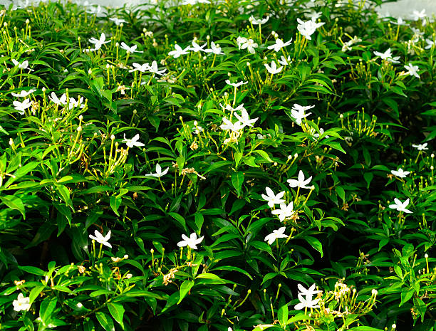 istock White Sampaguita Jasmine or Arabian Jasmine 596093654