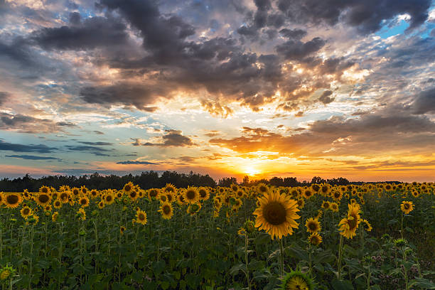 field of sunflowers sunset clouds.