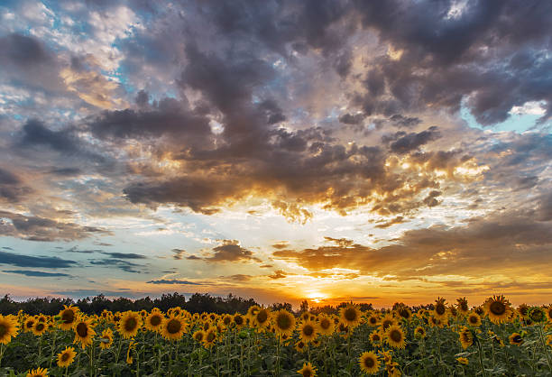 istock field of sunflowers sunset clouds. 596094300