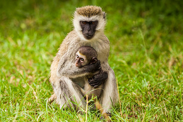 istock Mother monkey with her cubs. Kenya National Park. Africa. 596094490