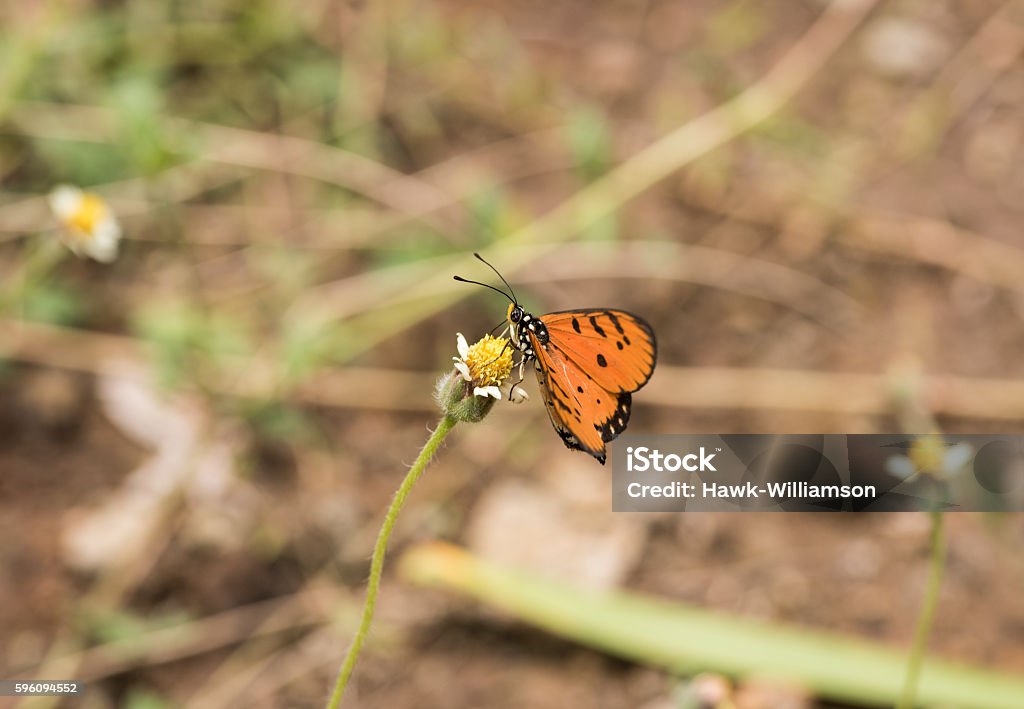 Orange und schwarz gefleckt Schmetterling Fütterung in natürlichen Lebensraum As - Lizenzfrei Fotografie Stock-Foto
