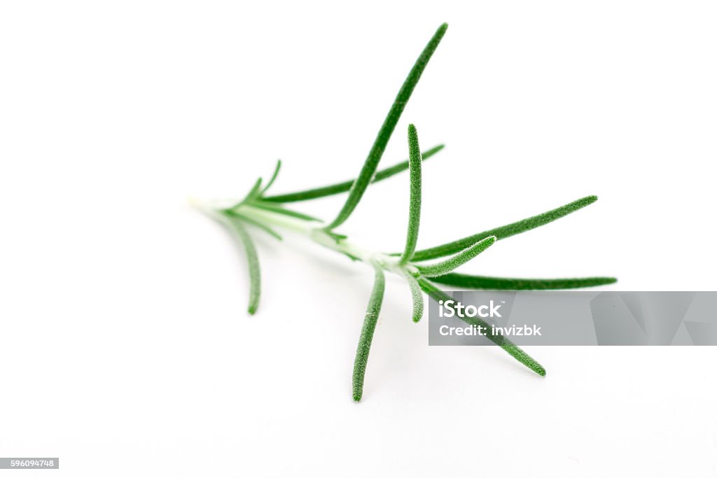 Closeup of rosemary Little branch or fresh rosemary isolated over white background Bouquet Stock Photo