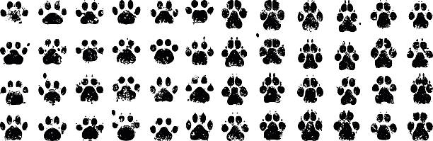 ilustrações de stock, clip art, desenhos animados e ícones de cat and dog prints - mixed breed dog illustrations