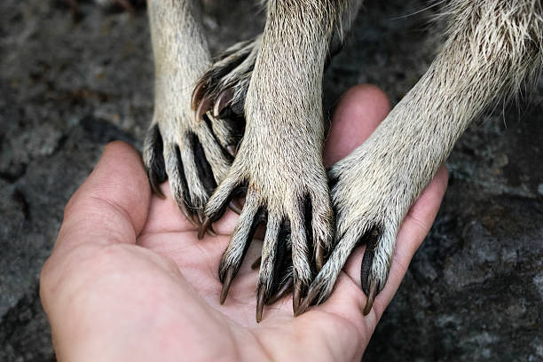 Raccoons hands on a human palm. Group of curious raccoons put their hands on a human palm. Well known as intelligent, resourceful and adaptable, they often use human settlements for finding food. Therefore, many consider them pests.