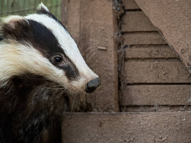 Nosy badger Meles meles in a country house. Snooping / intruder concept.