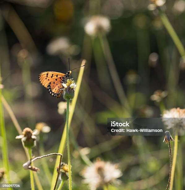 Orange And Black Spotted Butterfly Feeding In Natural Habitat As Stock Photo - Download Image Now