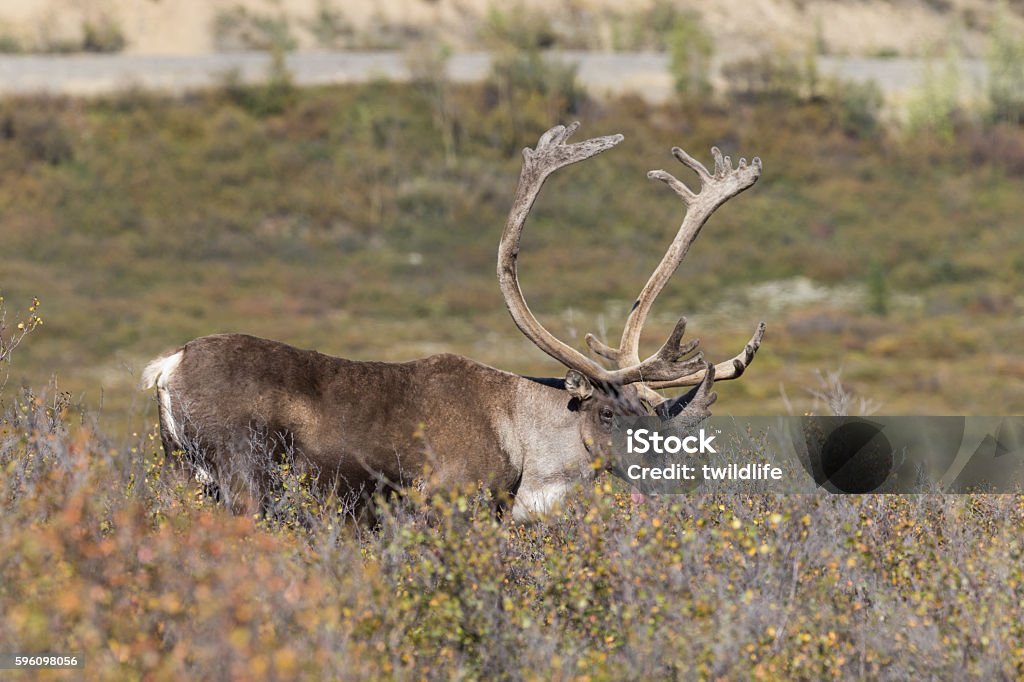 Caribou bull in Velvet a nice barren ground caribou bull in velvet Alaska - US State Stock Photo