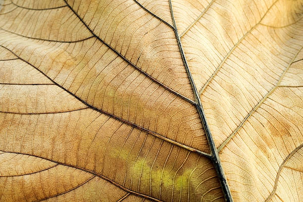 istock Brown dried leaf. Texture  teak leaf show detail  in background 596337322