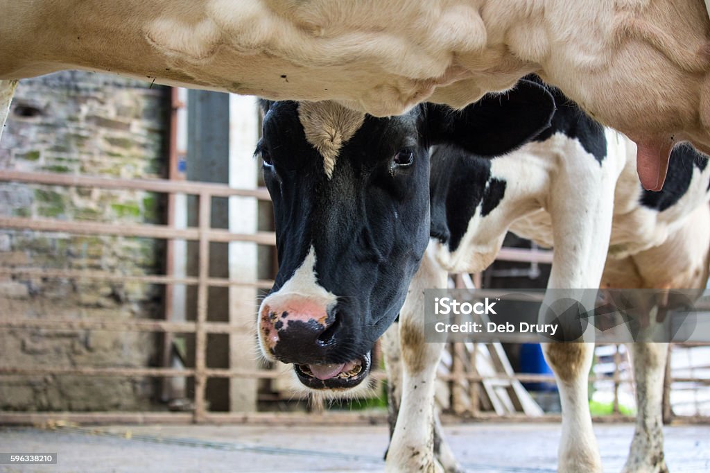 Dairy cow waiting to be milked Carmarthenshire 2016 Dairy Farm Stock Photo