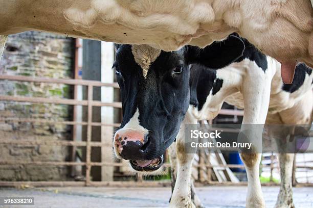 Dairy Cow Waiting To Be Milked Stock Photo - Download Image Now - Dairy Farm, Living Room, Milk