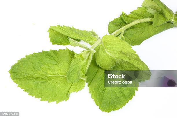 Apple Mint Green Herb Stock Photo - Download Image Now - Backgrounds, Food, Freshness