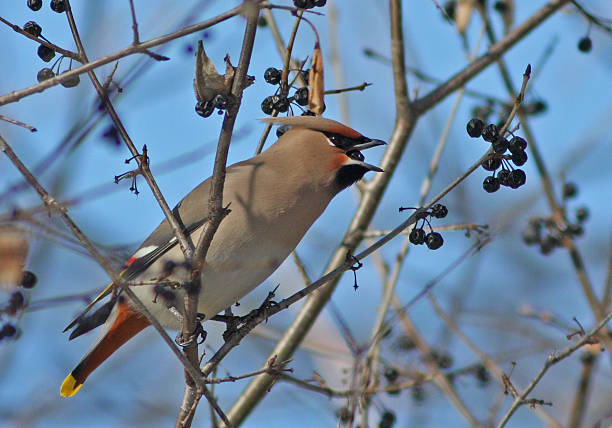istock Bohemian Waxwing in winter 596339434