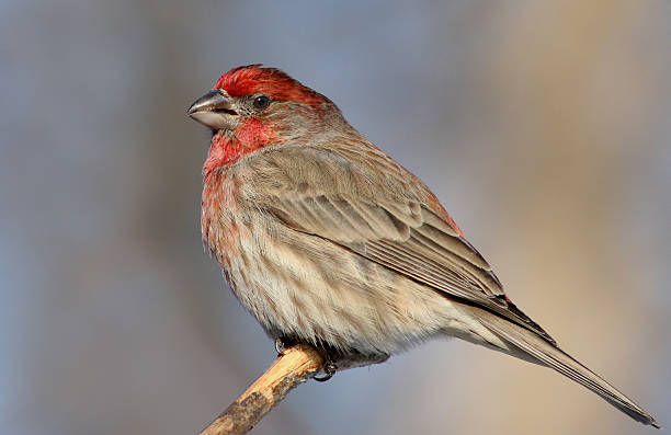 istock House Finch 596339674