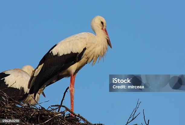 White Stork Stock Photo - Download Image Now - Animal Wildlife, Animals In The Wild, Bird