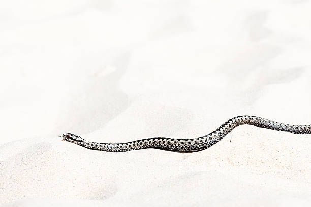 istock beautiful view of Vipera berus 596340948