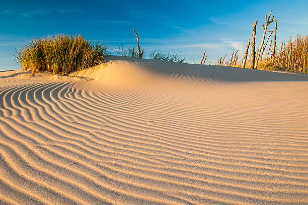 istock beautiful view of the coastal dunes 596341660