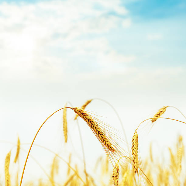 istock golden harvest in field on sunset 596342232