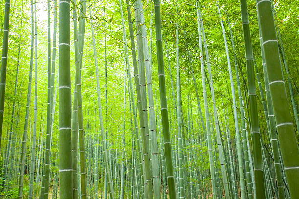 foresta di bambù  - giant bamboo foto e immagini stock