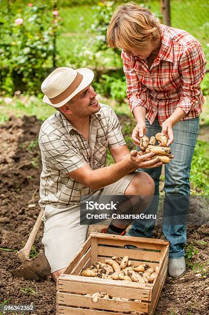 Mother And Son Harvesting Potato Stock Photo - Download Image Now - Adult, Adults Only, Agricultural Field