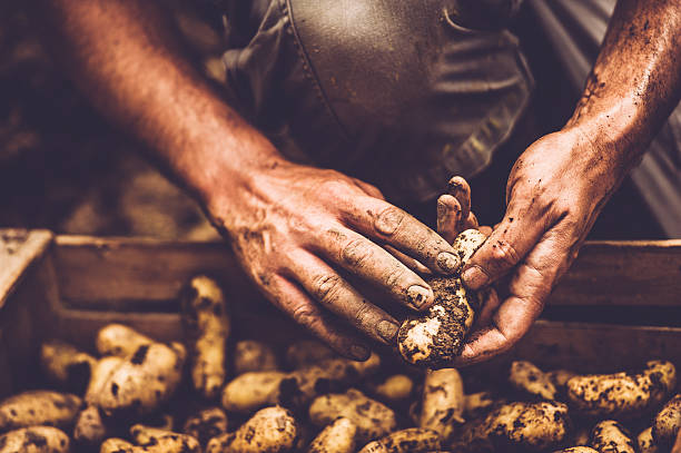 istock Farmer Cleaning His Potatoe with Bare Hands 596342356