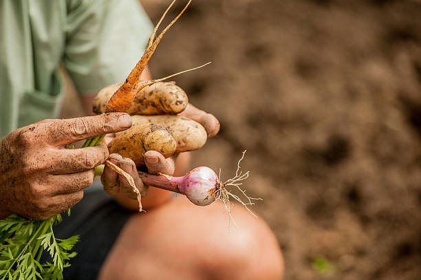 istock Close-Up Hands Full Of Home Grown Vegetables 596342442