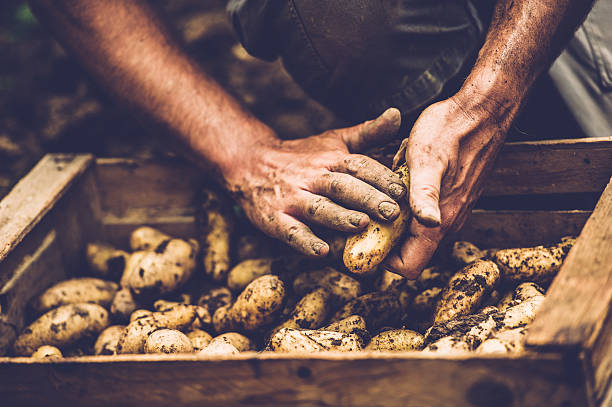 landwirt putzt seine kartoffel mit bloßen händen - farm farmer vegetable field stock-fotos und bilder