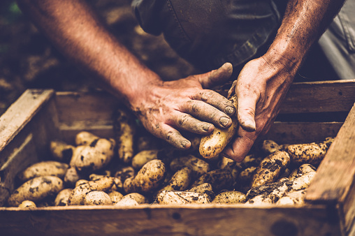 Granjero limpiando su patata con las manos desnudas photo