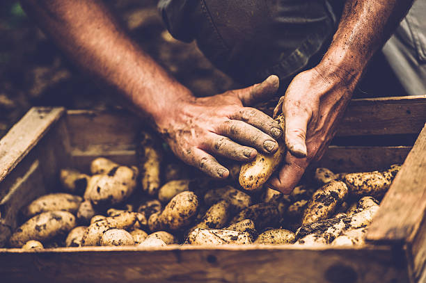 фермер очистки его картофель голыми руками - agricultural activity стоковые фото и изображения