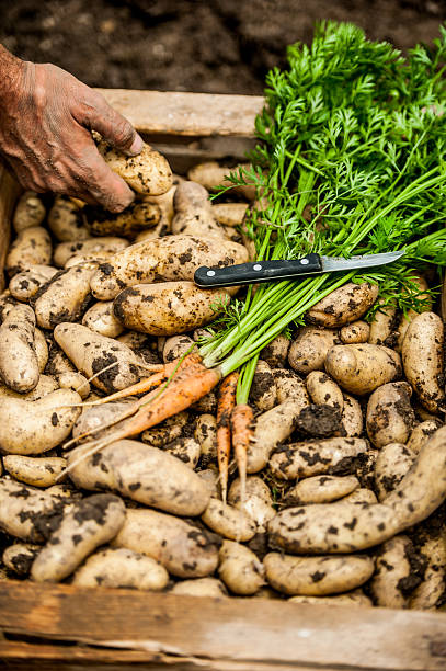 istock Crate Full of Home Grown Vegetable 596342526