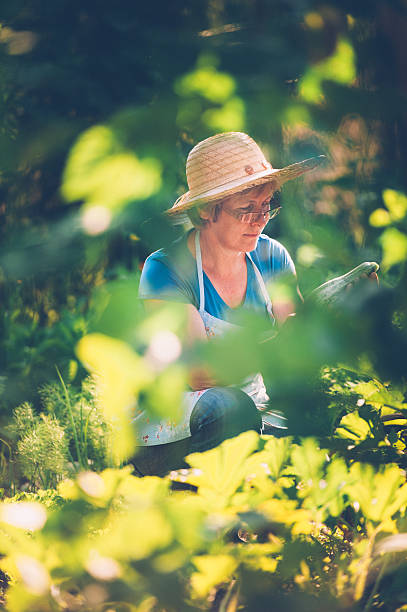 istock Woman in her Vegetable Garden 596342852