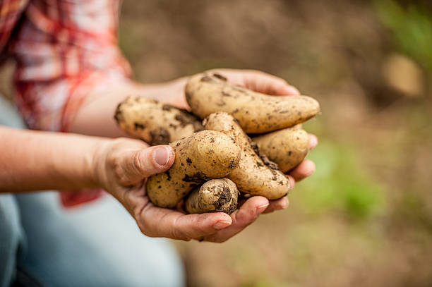 istock Close-up of Hands Holding Potatoe 596343018