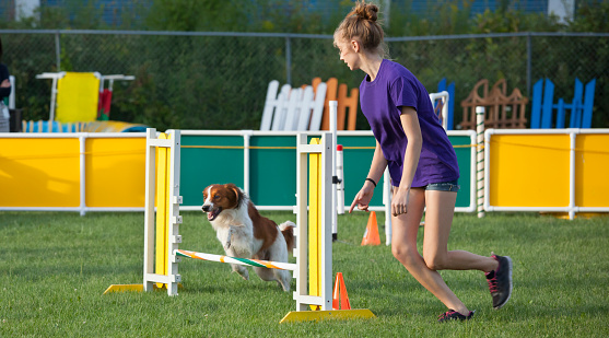 Girl and dog working together in agility competition. Communication is essential as the dog has never run this course before!