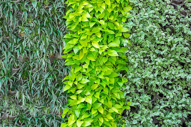 istock Three kinds of plant on wall as background 596343276
