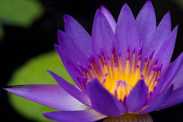 istock Lotus flower on black background. 596344226