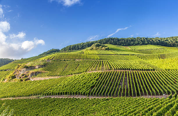 view on Moselle vineyards landscape in Germany Piesport