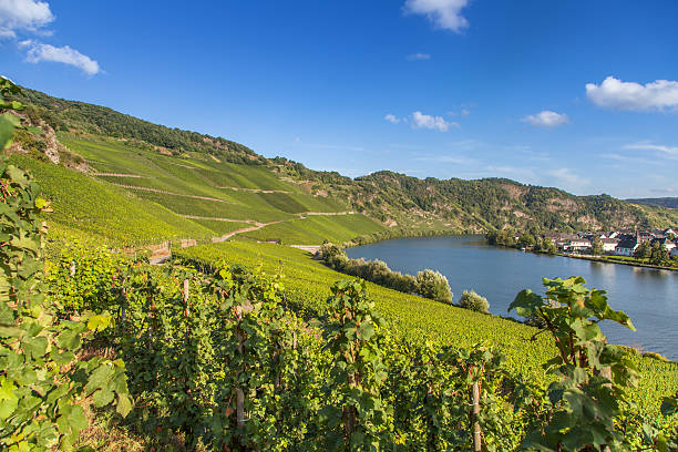 istock view on Moselle and vineyards  in Germany Piesport 596344878