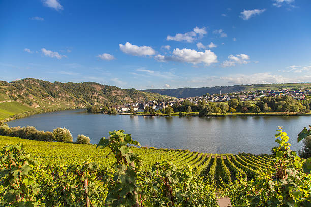 istock view on Moselle and vineyards  in Germany Piesport 596344940