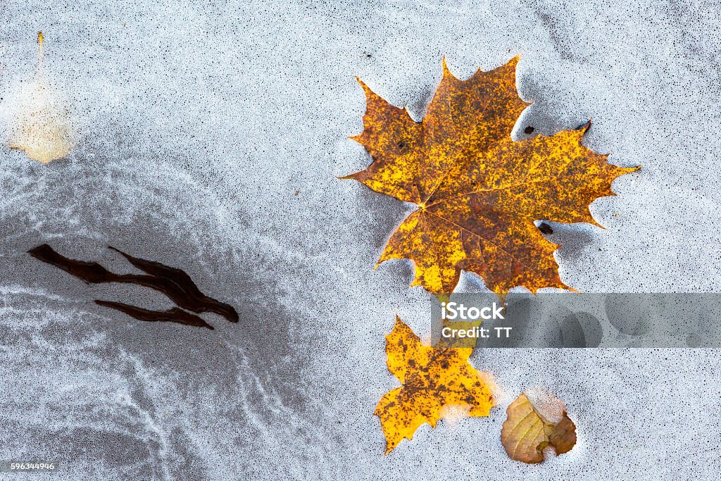 Autumn colored maple leaves floating in water foam Abstract Stock Photo